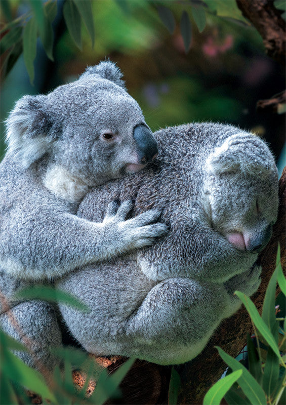 Earthpix Bear Hug 500 Piece Jigsaw Puzzle
