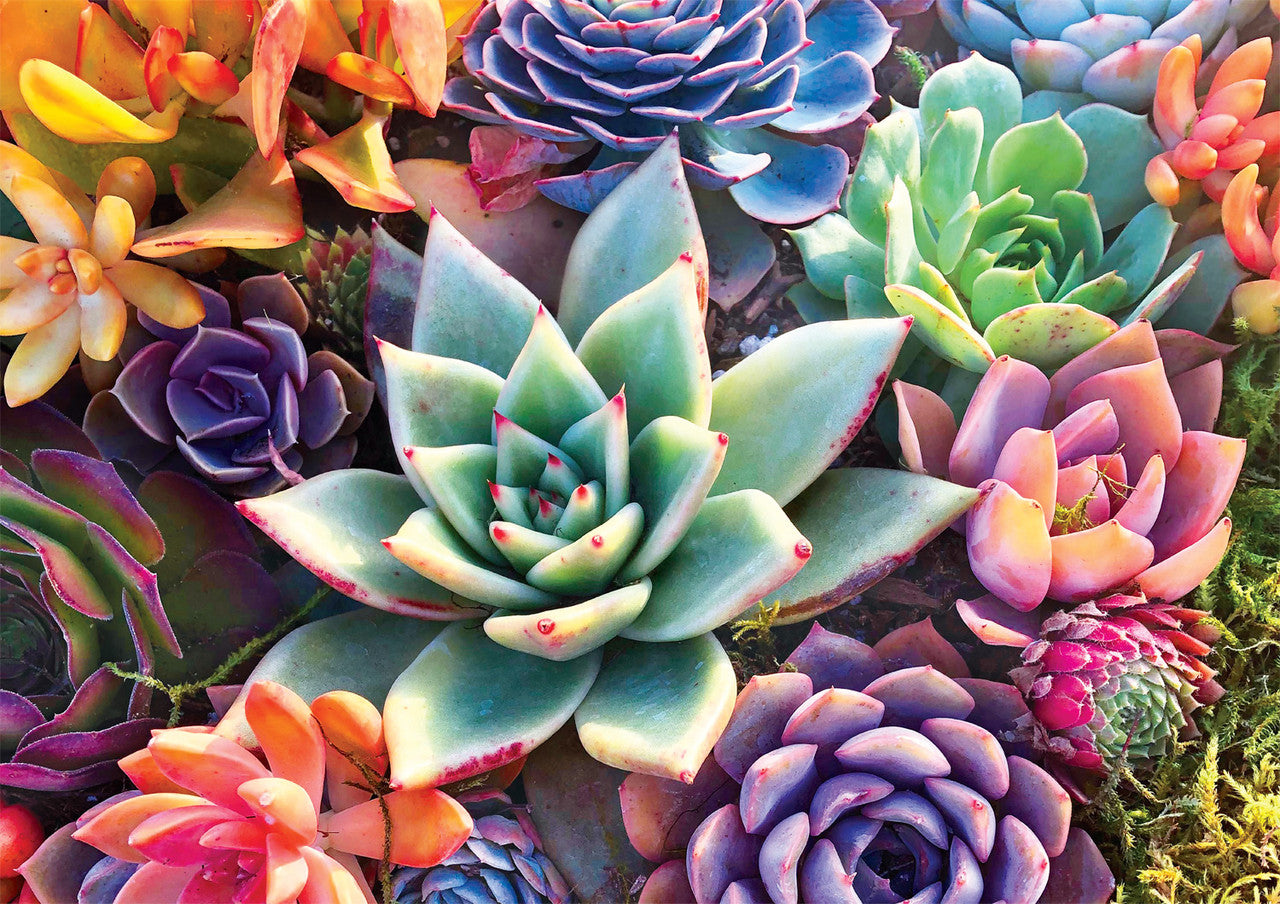 James Mertke: Simple Succulents 300 Large Piece Puzzle