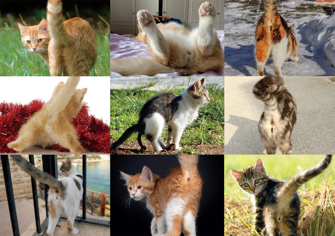 What Do You Meme Kitty Collage 500 Piece Prank Jigsaw Puzzle